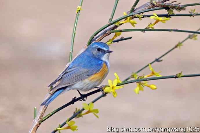 雄性红胁蓝尾鸲（20）