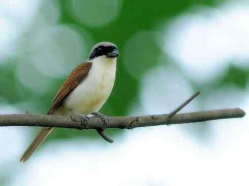 奇特的盔：盔鵙