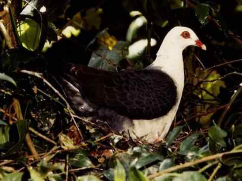 白头鸟系列：另类的美丽11（鸠鸽）