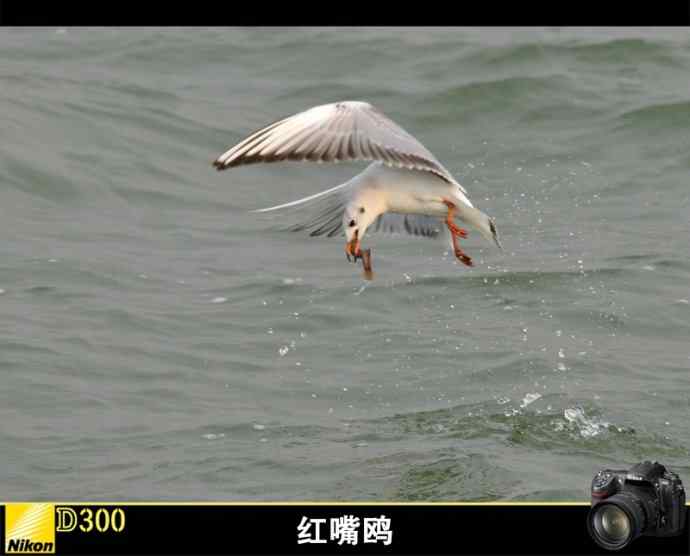 无锡鼋头渚充山大门口的红嘴鸥