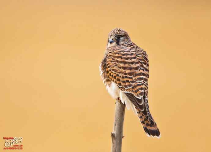 达里湖 wbr路 wbr红隼 达里湖 wbr路 wbr红隼