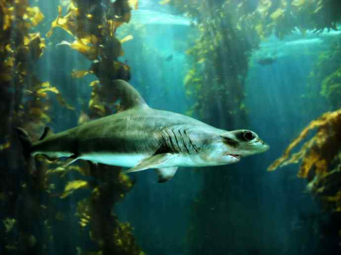 鱼类活化石：皱鳃鲨