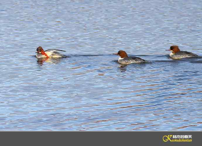 月亮湾拍的“秋沙鸭”【实拍】