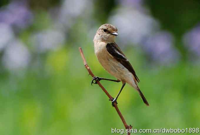 黑喉石鵖很厚道