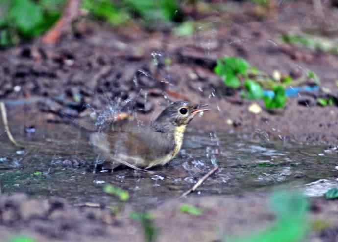回顾2011年（金胸歌鸲）