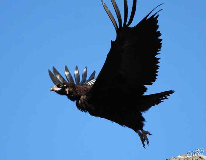 大鹏展翅（两组一气呵成连续拍摄的秃鹫起飞版）