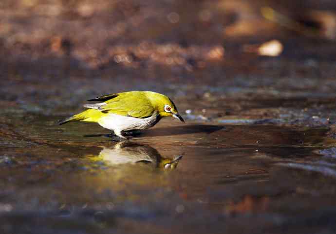 暗绿绣眼鸟（洗浴在冰水中）
