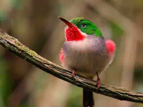 绝色攀禽：佛法僧目之短尾鴗