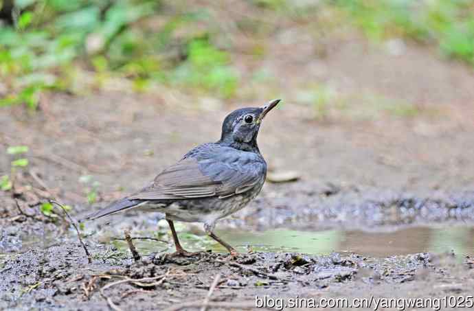 乌灰鸫(1) 乌灰鸫(1)