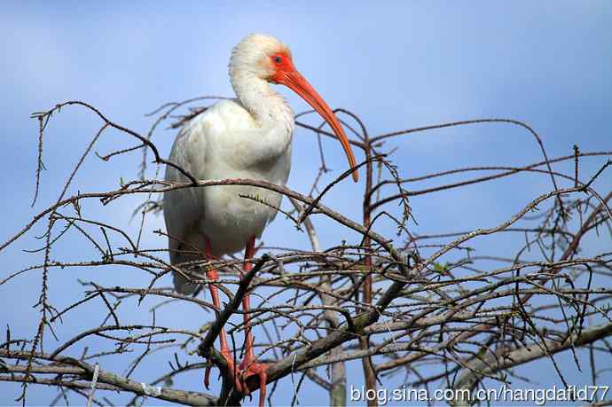 美洲白鹮(4) 美洲白鹮(4)