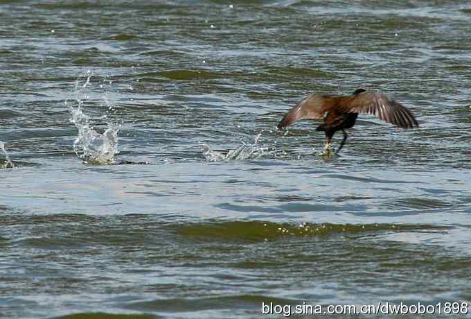 沙河云光水色鸟影