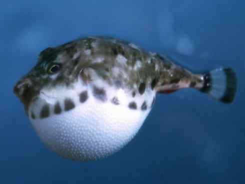 自然奇观：动物大迁徙(大马哈鱼)