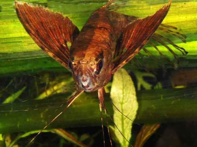 鱼类活化石：齿蝶鱼