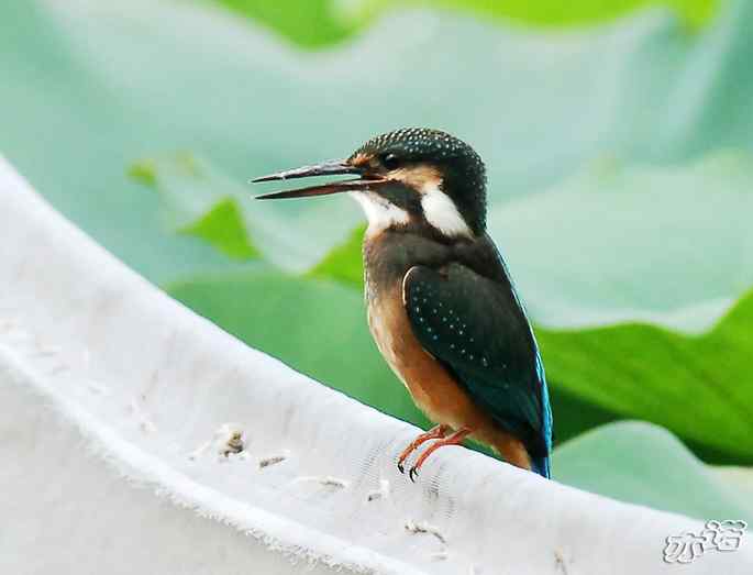 圆明园&nbsp;wbr路&nbsp;wbr小翠吃大鱼