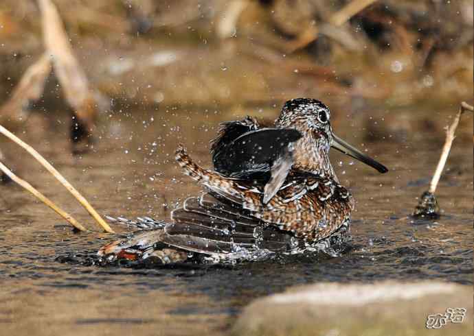 白河峡谷 wbr路 wbr孤沙锥(沐浴梳羽版) 白河峡谷 wbr路 wbr孤沙锥(沐浴梳羽版)