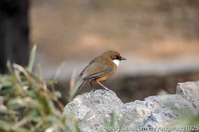 北京又现新品种(白喉噪鹛) wbr2