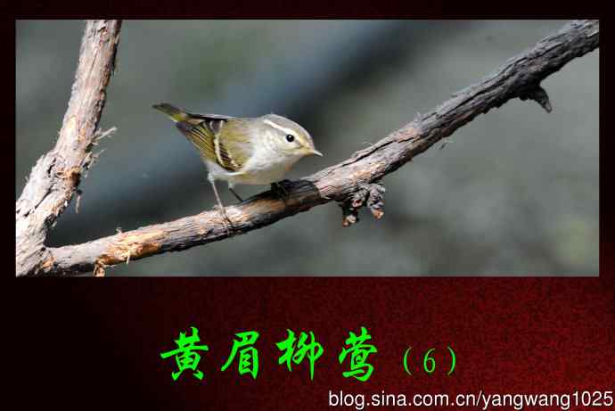 黄眉柳莺(6) 黄眉柳莺(6)