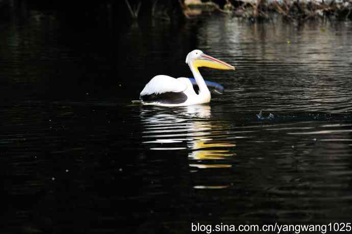 北京动物园的鸟类——鹈鹕（大白）近况