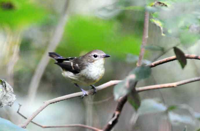 雌性白眉姬鹟（11）