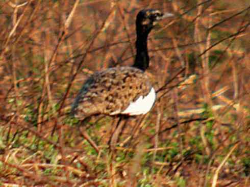 鸟类之最：大鸨