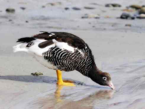 欣赏:美丽的草雁 欣赏:美丽的草雁