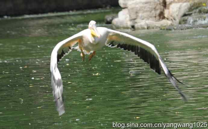 鹈鹕(抓拍) 鹈鹕(抓拍)