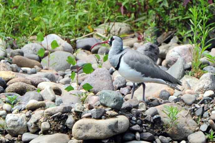 偶遇电线版黄爪隼（附议）