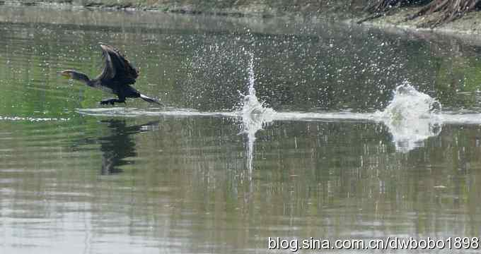 沙河水鸟乐拍 沙河水鸟乐拍