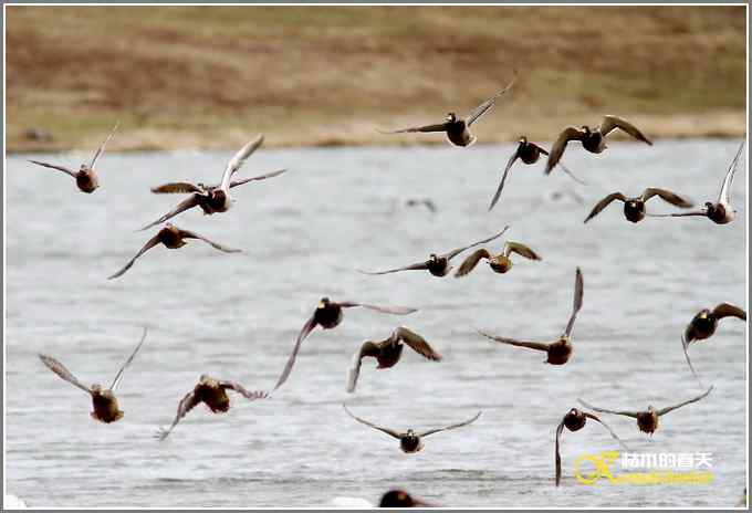 飞翔的鸟【照片】