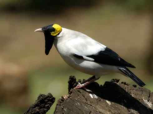 美丽无罪：雀鸟之辉椋鸟