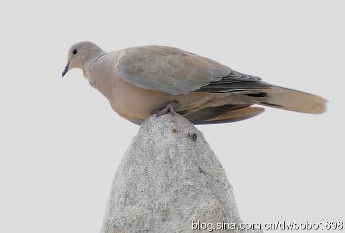 灰斑鸠踩蛋 wbr须浮鸥育雏