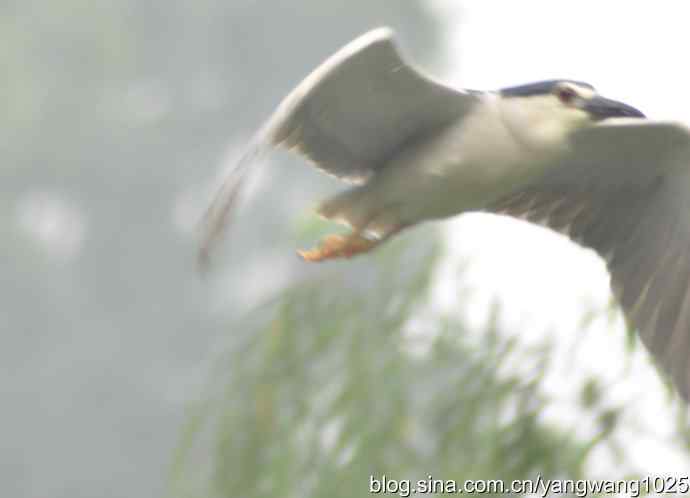 轻雾中的夜鹭