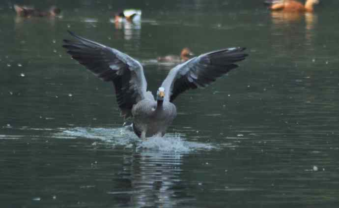 白天鹅、斑头雁