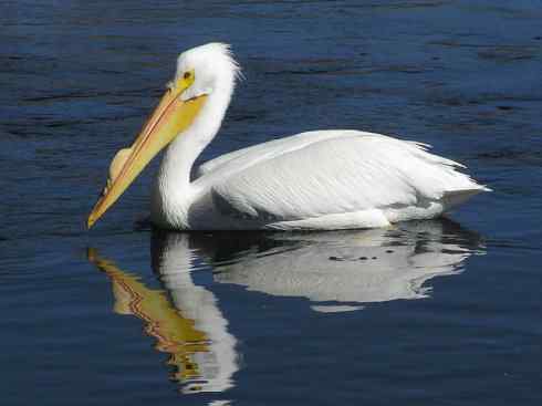 猎奇：奇特的鸟喙之十