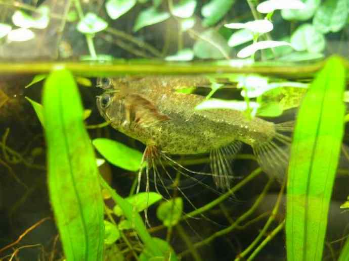 鱼类活化石：齿蝶鱼