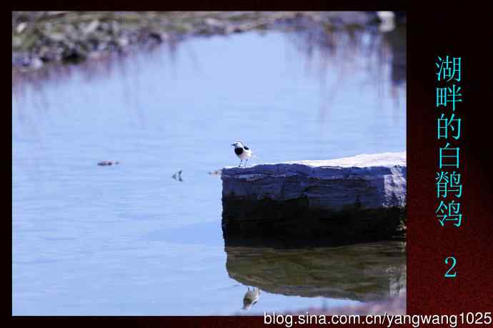 湖畔的白鹡鸰 wbr2