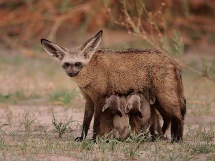 犬科：狐亚科之大耳狐