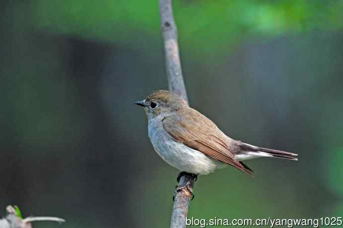 雄性红喉姬鹟（14）