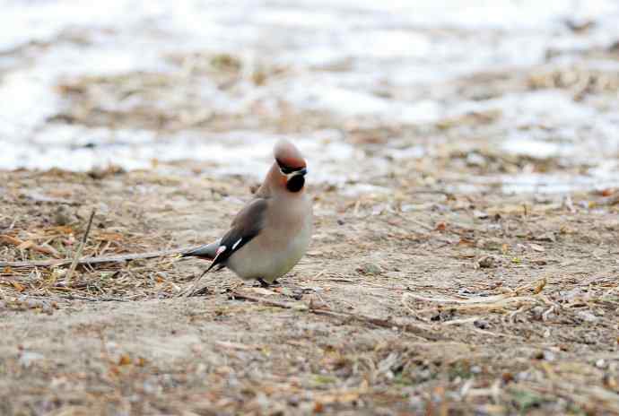 太平鸟(4) 太平鸟(4)