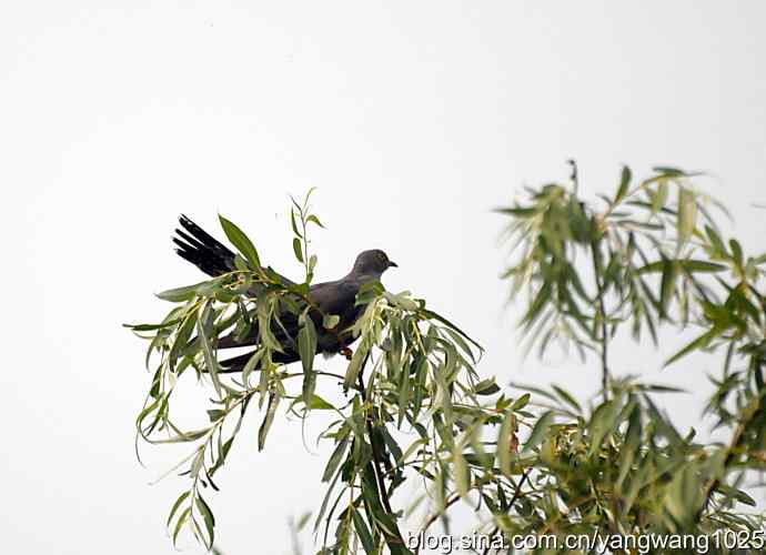 布谷鸟（记录版）