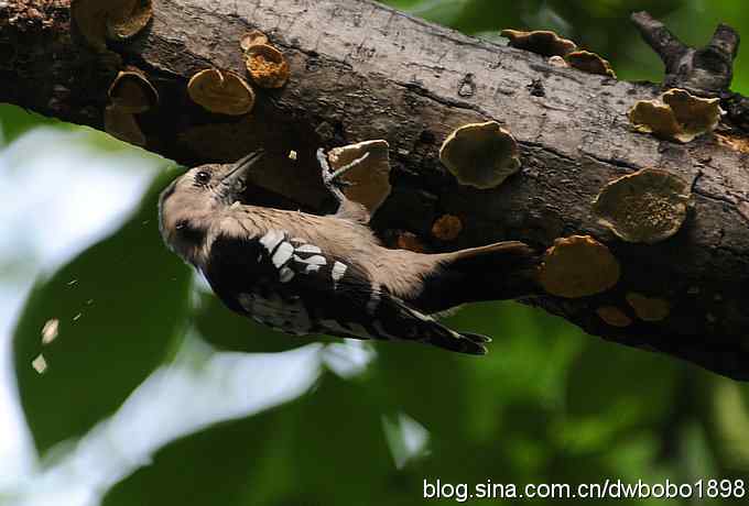 星头啄盖房 大斑啄浴乐