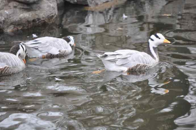 北京动物园的鸟类——斑头雁