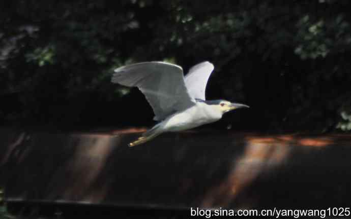 夜鹭(大丽抓拍) 夜鹭(大丽抓拍)