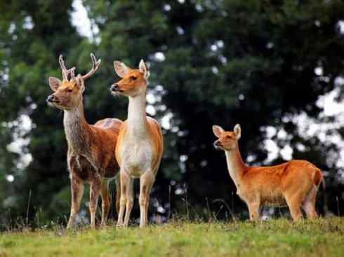 麒麟：传说的兽原型探秘（梅花鹿）