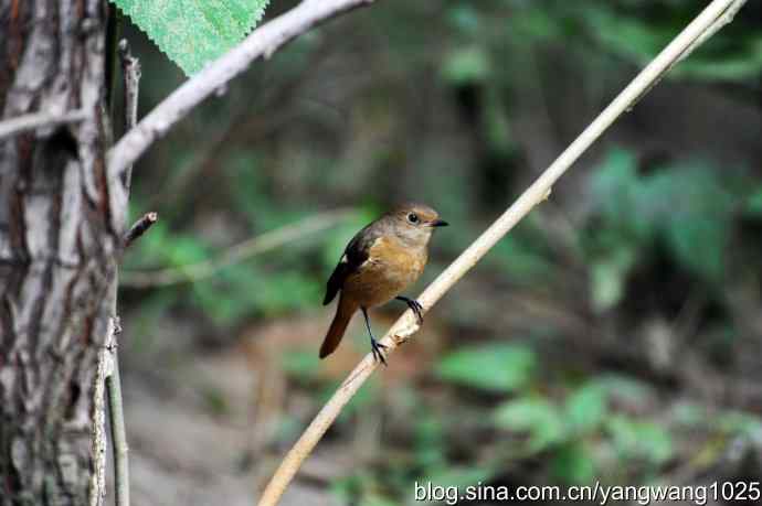 雌性北红尾鸲（2）