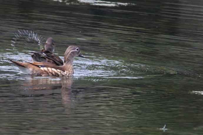 摄鸟拾趣 wbr鸳鸯的再邂逅（亚成）2012.06