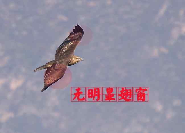 猛禽大全——中国东部地区27种迁徙类猛禽辨识