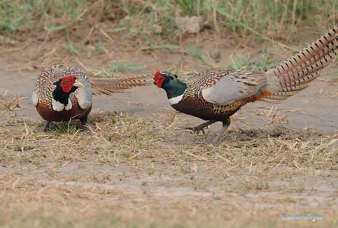 雄风大雉争欢斗勇