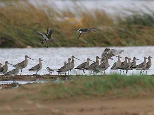 鸟类之最：斑尾滕鹬