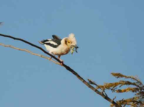 白头鸟系列：另类的美丽6